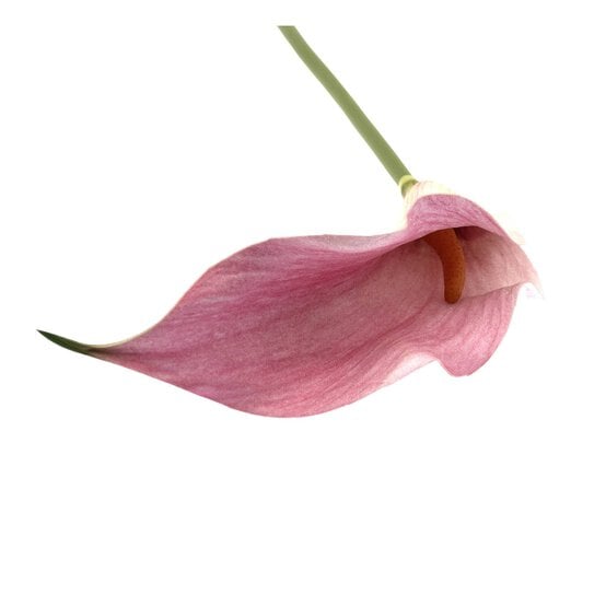 Pink Botanica Calla Lily 60cm image number 2