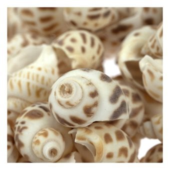 Mixed Bag of Striped Shells 250g image number 4