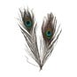 Peacock Feathers 4 Pack image number 1