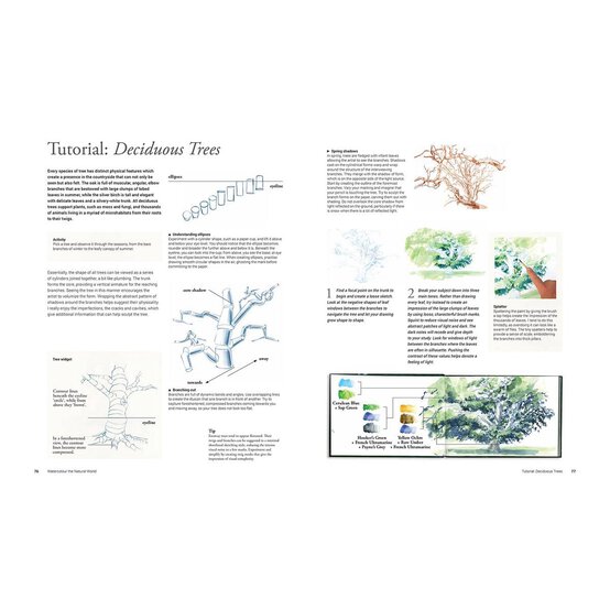 Watercolour the Natural World image number 4