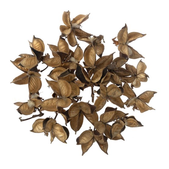 Natural Cotton Pods 40g image number 1