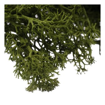 Oasis Dark Green Reindeer Moss 50g 