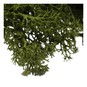Oasis Dark Green Reindeer Moss 50g  image number 2