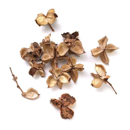 Natural Cotton Pods 40g image number 1