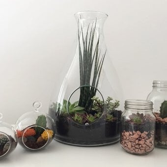How to Make a Terrarium