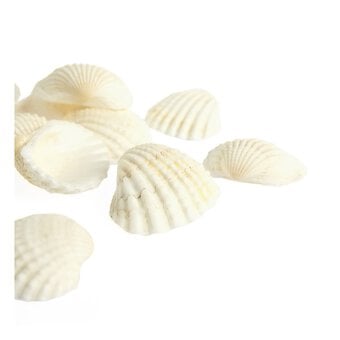 Natural Craft Shells 12 Pack