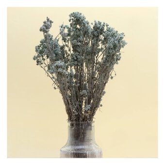 Green Gypsophila Bunch 60cm 