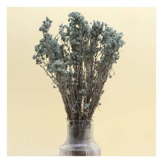 Green Gypsophila Bunch 60cm  image number 1