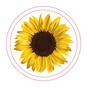 Sunflower Transparent Embroidery Kit  image number 4