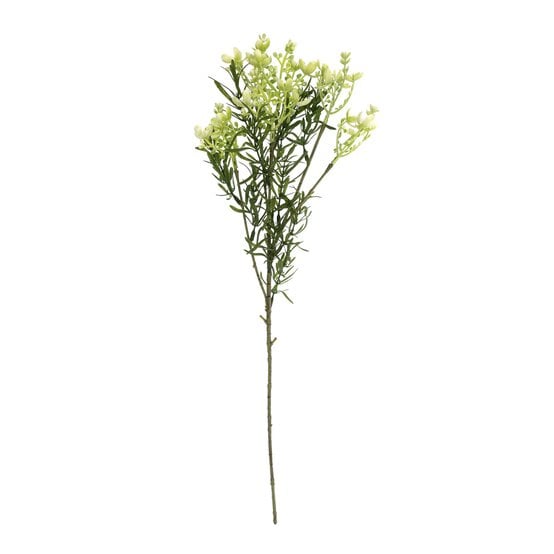 White Broom Bloom 52cm  image number 1