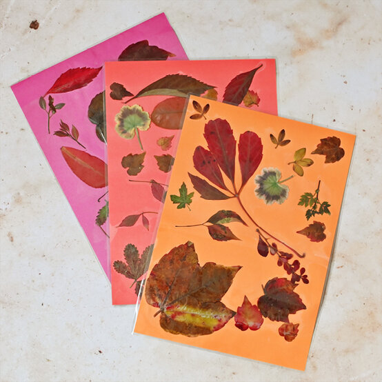 How to Preserve Autumn Leaves image number 1