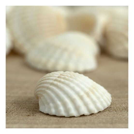 Mixed Bag of Cup Shells 250g image number 2