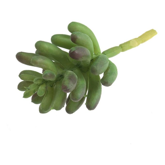 Succulent Sedum 11cm