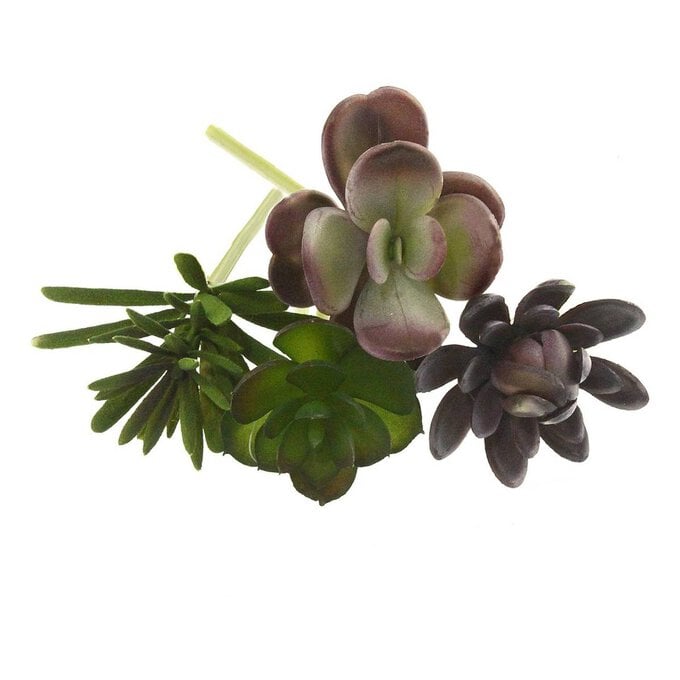 Assorted Succulent 8cm