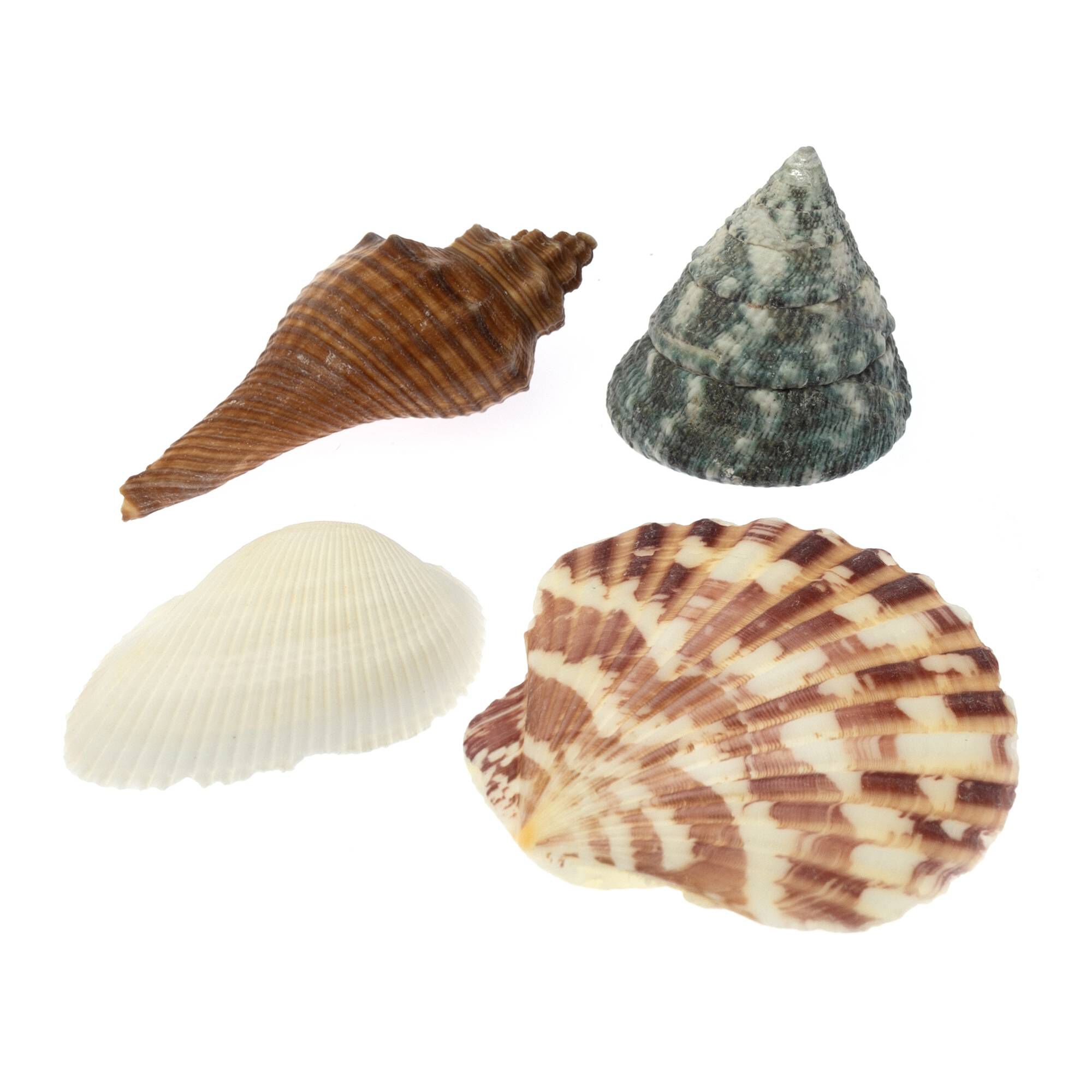 Everday Shells Assorted Mixed Shells 300g | Hobbycraft