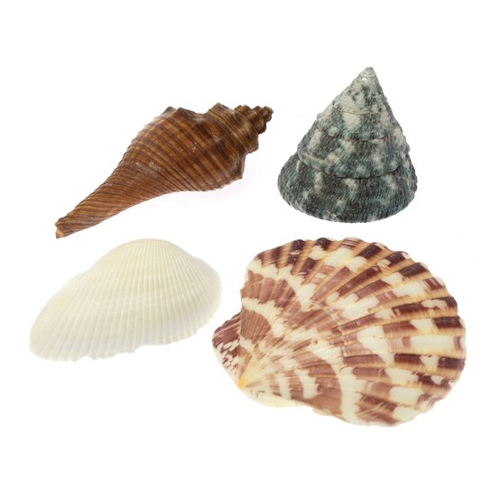 Assorted Mixed Shells 300g image number 4