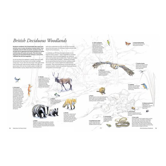 Watercolour the Natural World image number 3