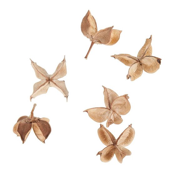 White Wash Cotton Pods 40g