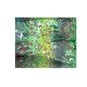 Green Batik Cotton Fat Quarters 4 Pack image number 6