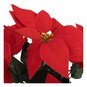 Red Poinsettia Plant Pot 50cm image number 2