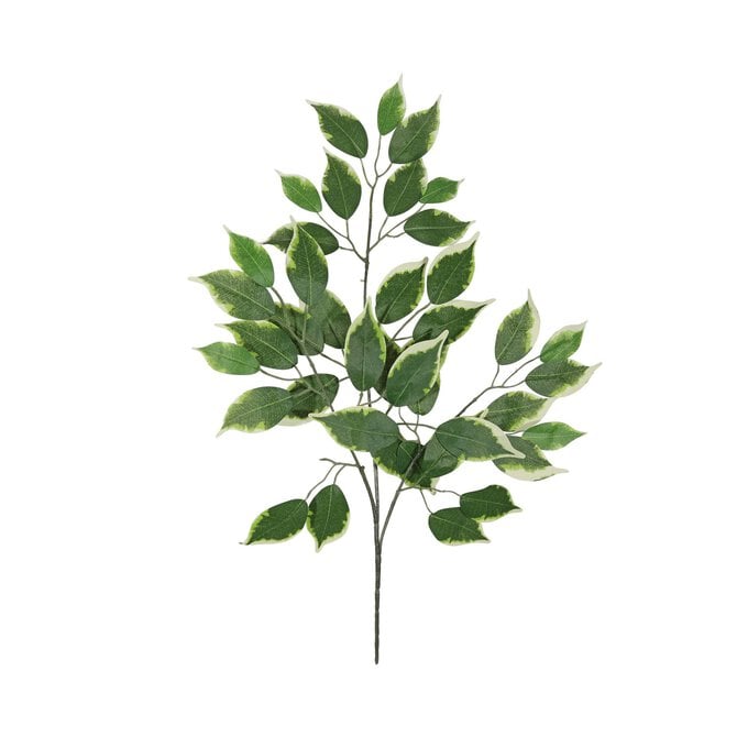 Variegated Green Ficus Branch 60cm x 40cm image number 1