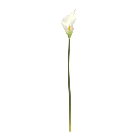 White Botanica Calla Lily 60cm image number 1
