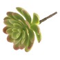 Succulent Echeveria 11cm image number 1