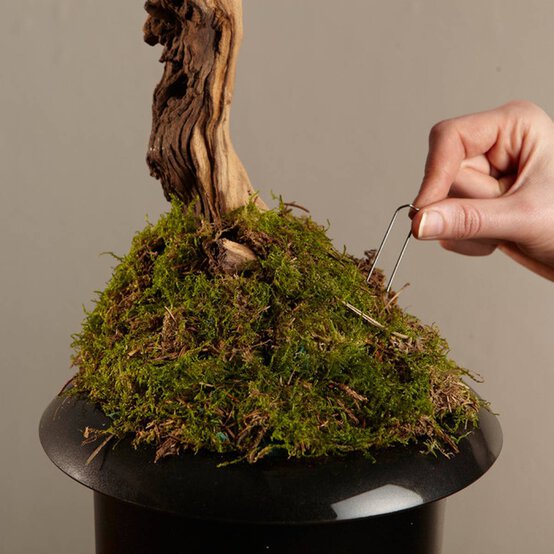 Oasis German Pins image number 3