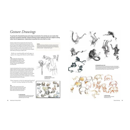 Watercolour the Natural World image number 2