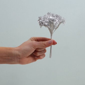 Silver Verbena 12.5cm