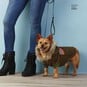 Simplicity Dog Coat Sewing Pattern S8861 image number 4