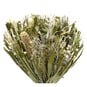 Sage Green Natural Dried Sheaf 30cm image number 3