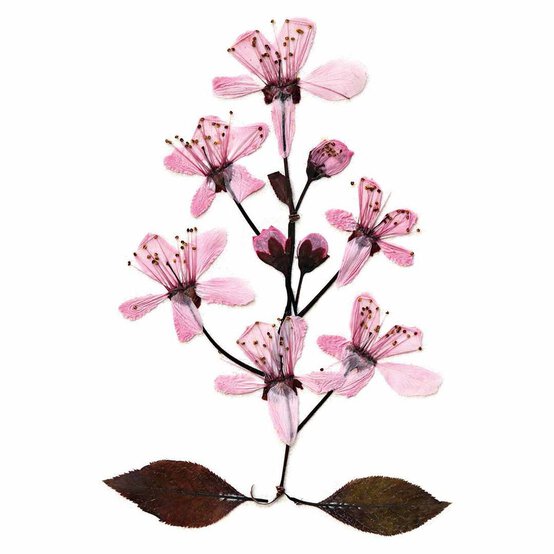 My Living World - Instant Flower Press image number 6