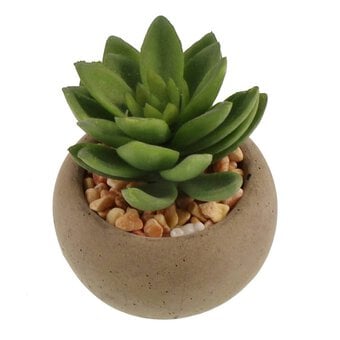 Succulent in Pot 8cm