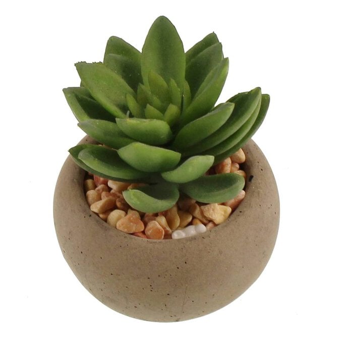 Succulent in Pot 8cm image number 1
