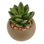 Succulent in Pot 8cm image number 1