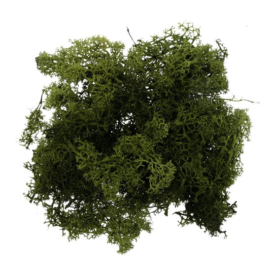 Oasis Dark Green Reindeer Moss 50g  image number 1