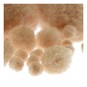 Camel Pom Poms 60 Pack image number 3