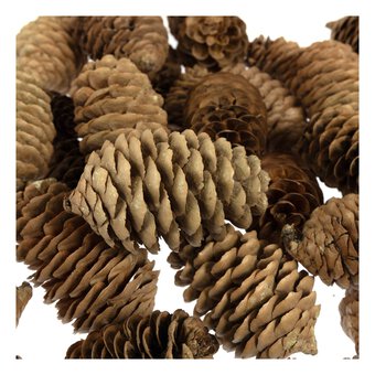 Large Pinecones 