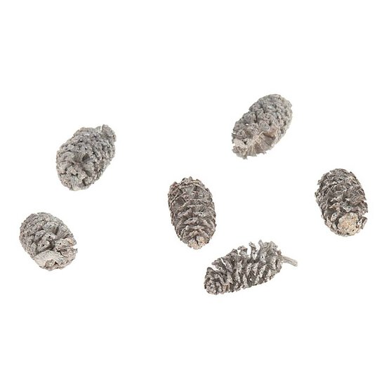 Birch Pine Cones 50 g