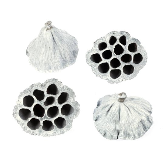 White Lotus 4 Pieces image number 3