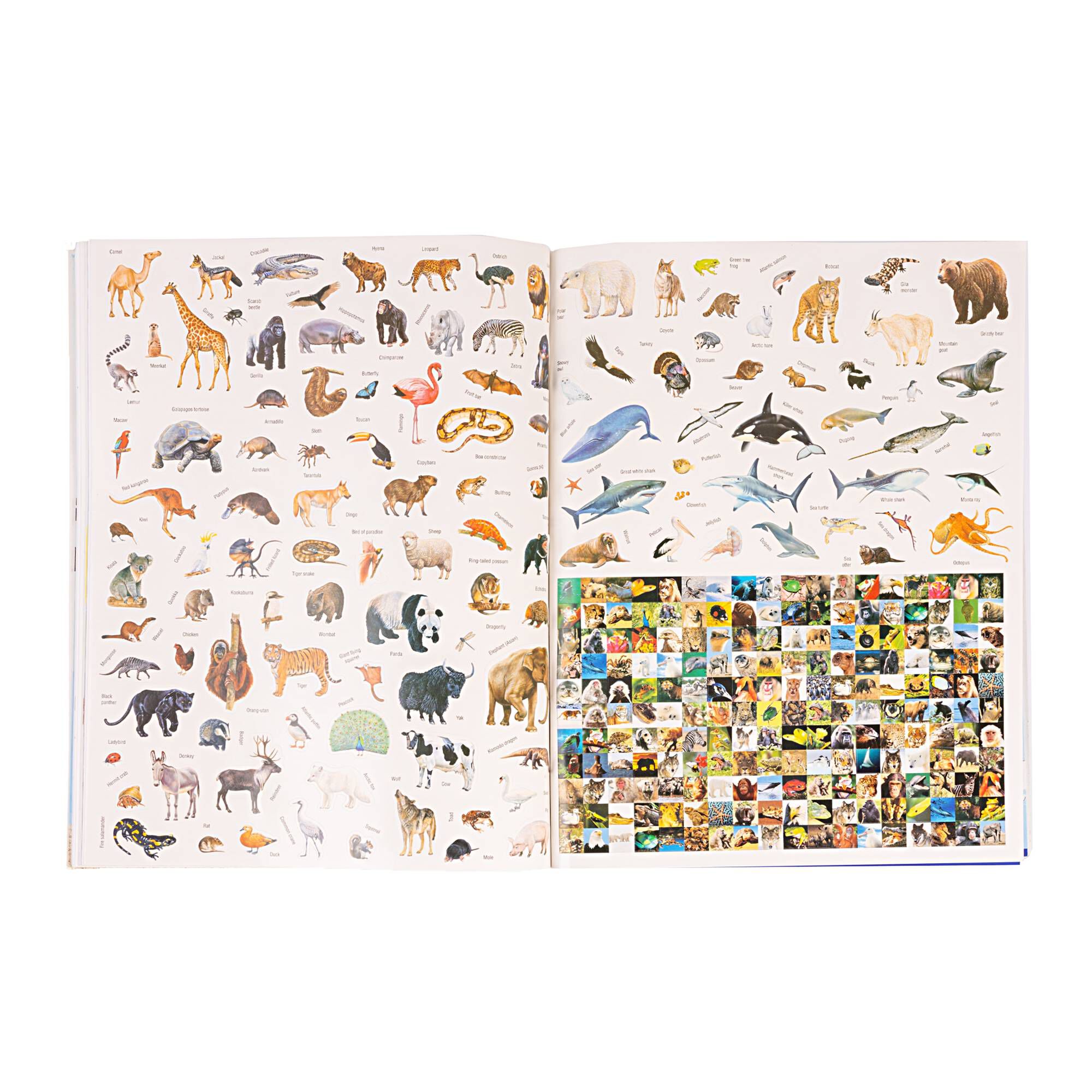 Dinosaurs and Animals Amazing Sticker Atlas Book Hobbycraft