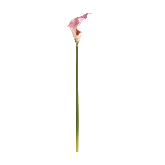 Pink Botanica Calla Lily 60cm image number 1