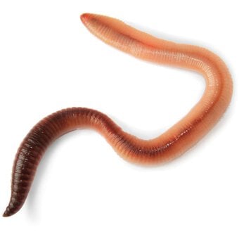 My Living World Worm Kit image number 6