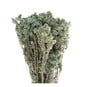 Green Gypsophila Bunch 60cm  image number 3